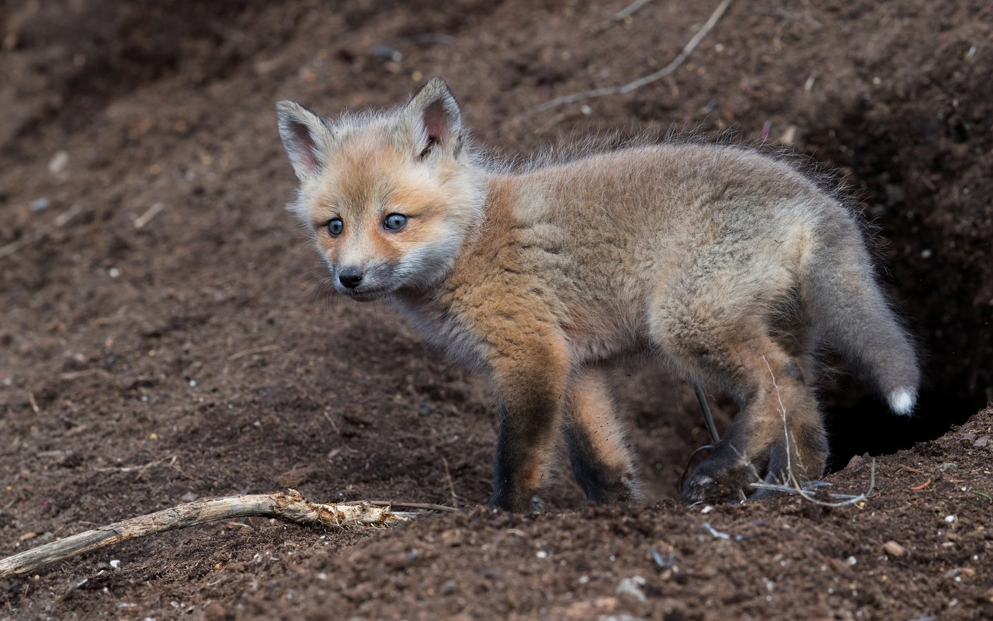 Обои земля, фон, взгляд, лиса, лисица, детеныш, нора, лисенок, earth, background, look, fox, cub, nora разрешение 2048x1152 Загрузить