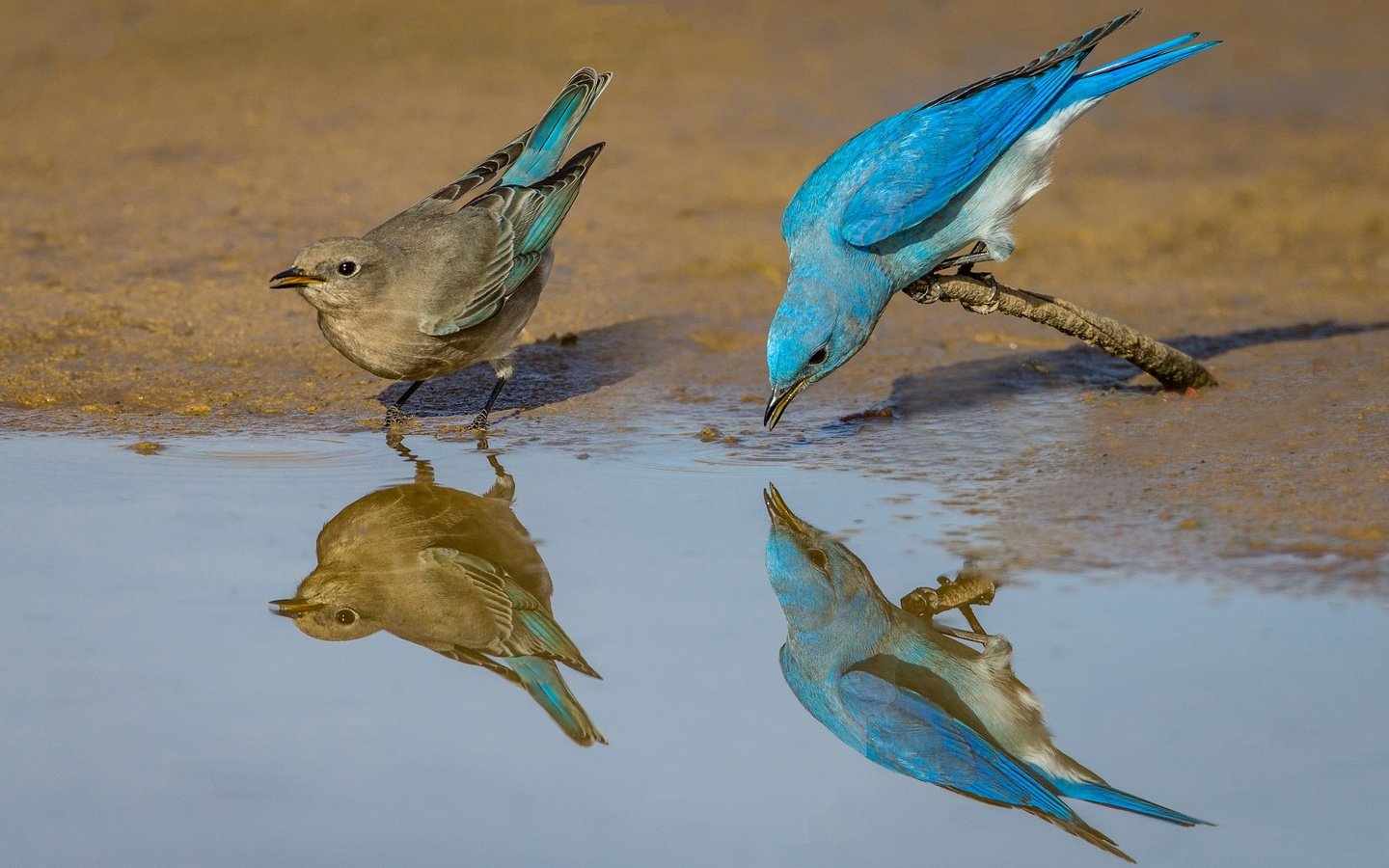 Обои отражение, птицы, клюв, пара, перья, голубая сиалия, reflection, birds, beak, pair, feathers, blue sialia разрешение 2048x1365 Загрузить