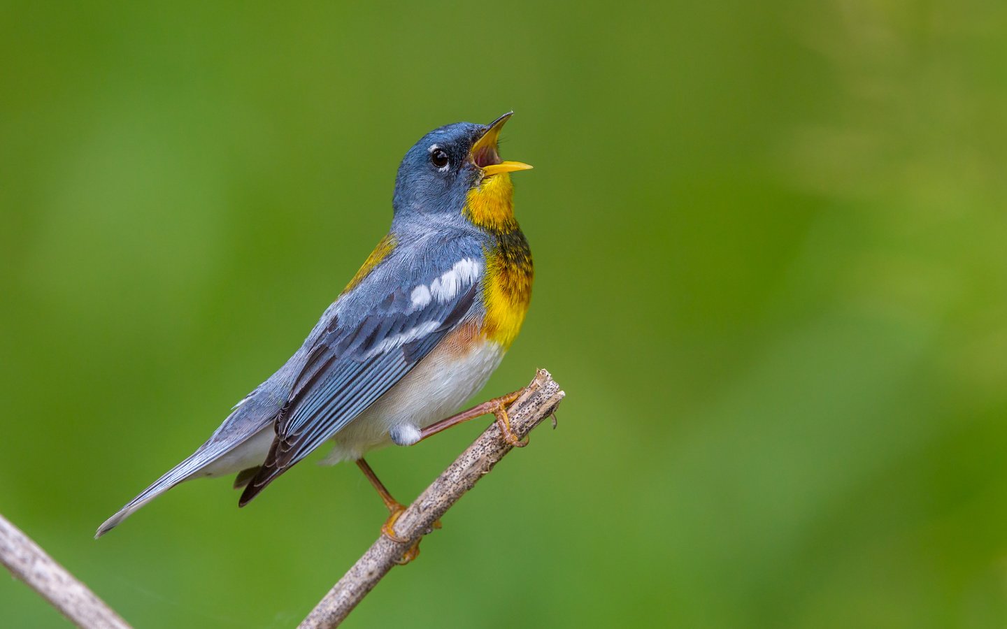 Обои птица, клюв, перья, белоглазая парула, славка, bird, beak, feathers, ferruginous of parul, warbler разрешение 2880x1800 Загрузить