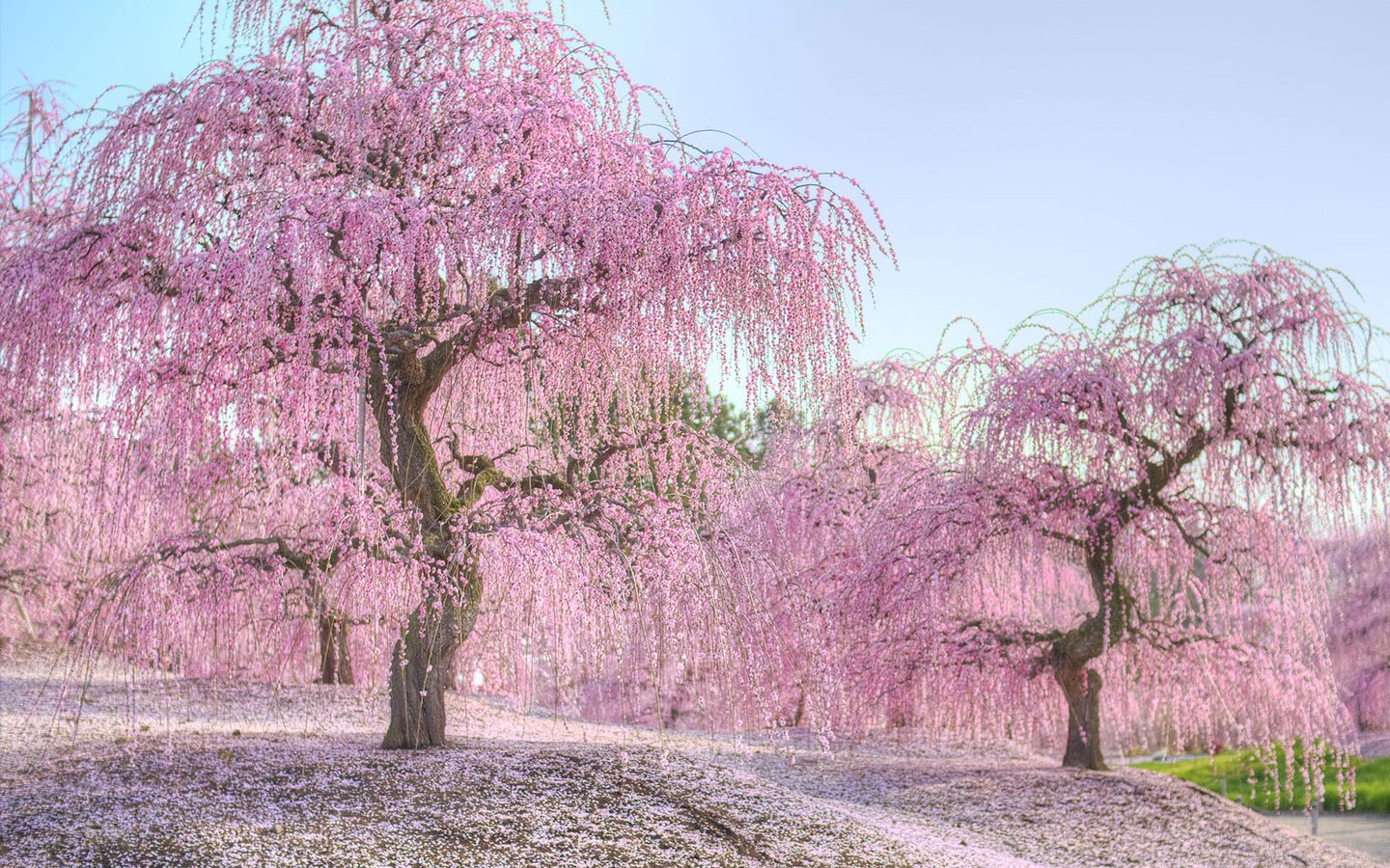 Обои деревья, природа, цветение, весна, сакура, nogata hiroshi, trees, nature, flowering, spring, sakura, hiroshi nogata разрешение 1920x1200 Загрузить