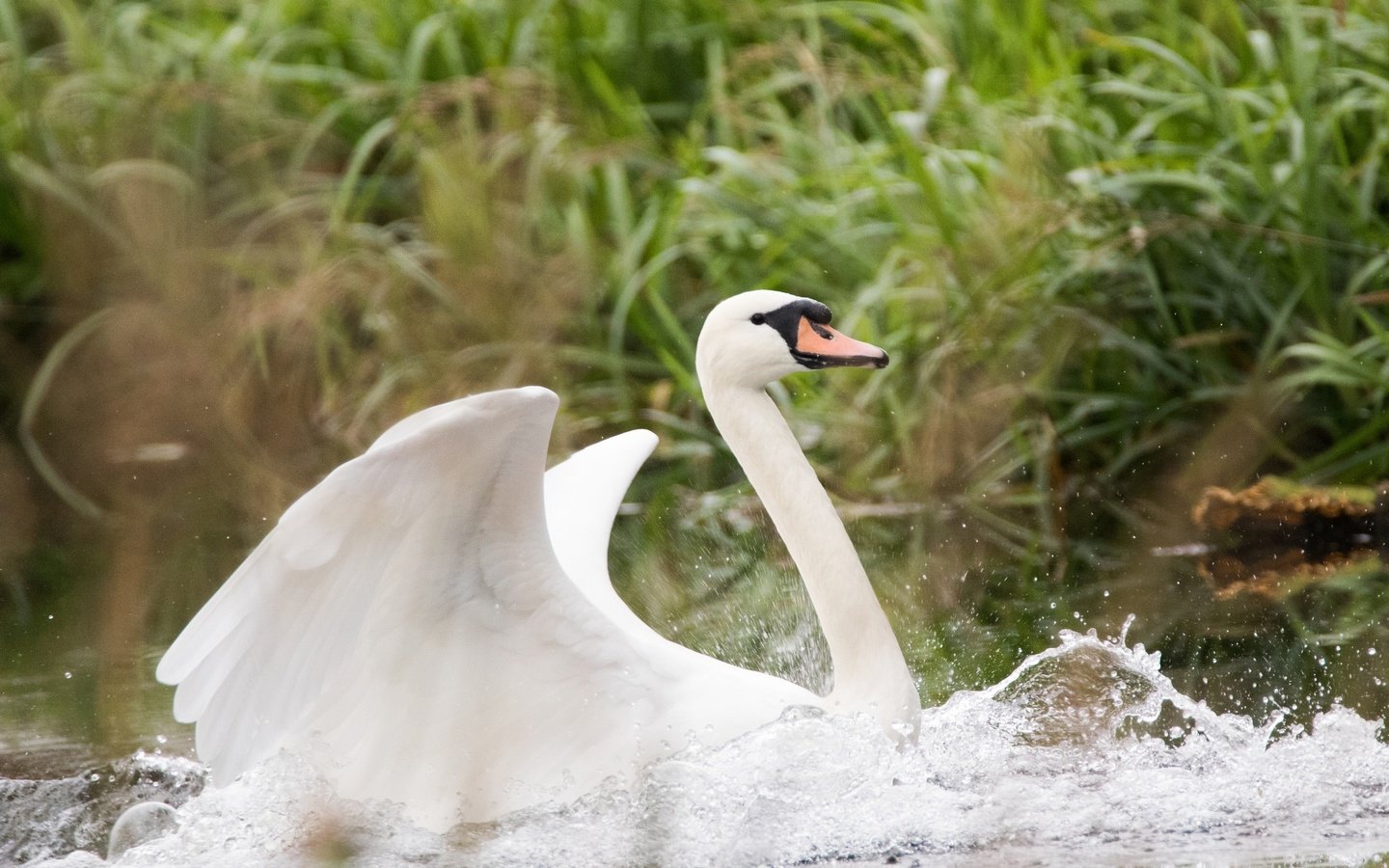 Обои вода, капли, крылья, птица, клюв, лебедь, water, drops, wings, bird, beak, swan разрешение 2048x1365 Загрузить