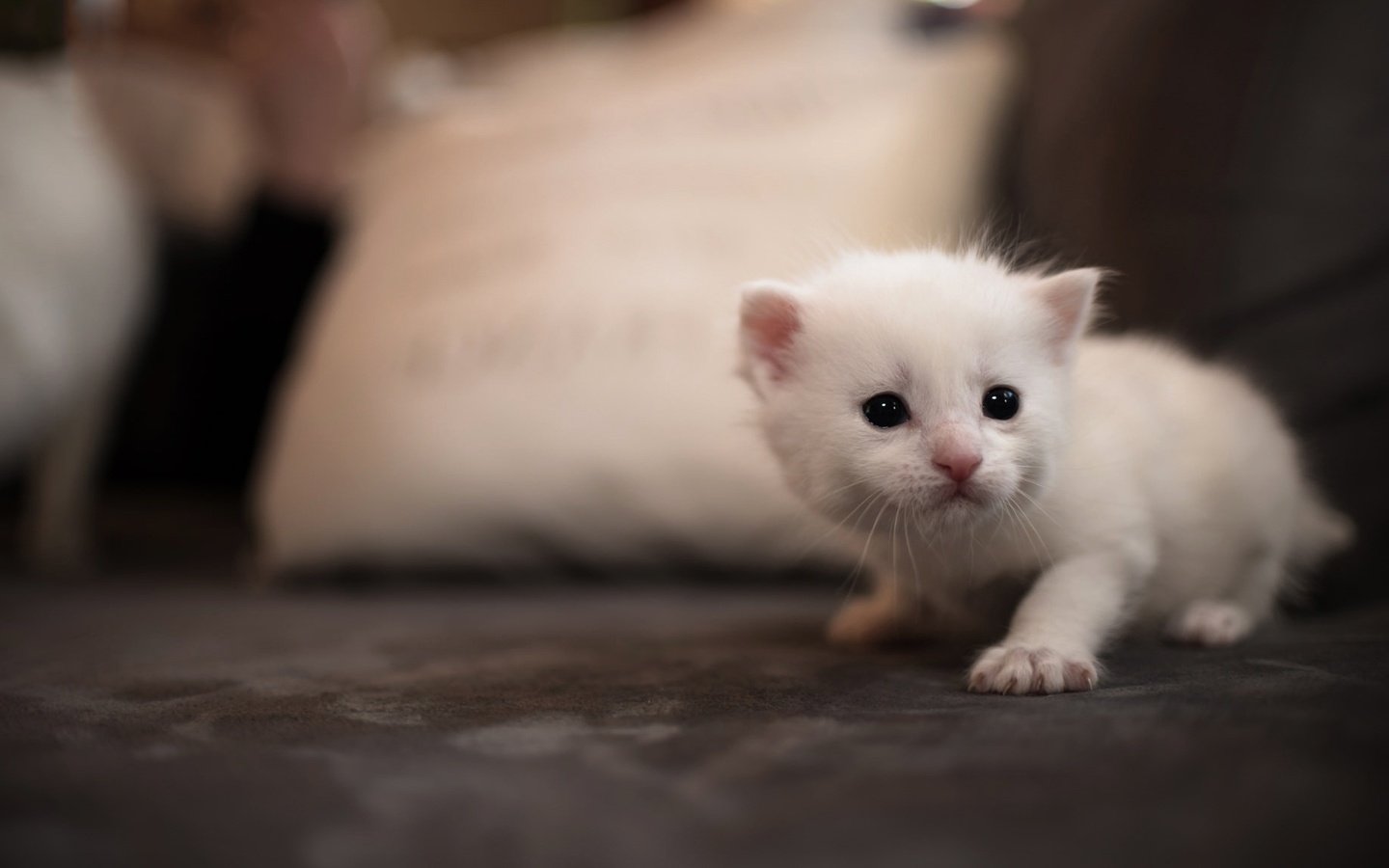 Обои фон, кот, мордочка, кошка, котенок, белый, диван, подушка, глазки, eyes, background, cat, muzzle, kitty, white, sofa, pillow разрешение 2048x1152 Загрузить