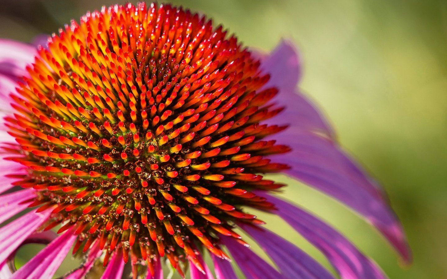 Обои макро, цветок, лепестки, эхинацея, macro, flower, petals, echinacea разрешение 2048x1365 Загрузить