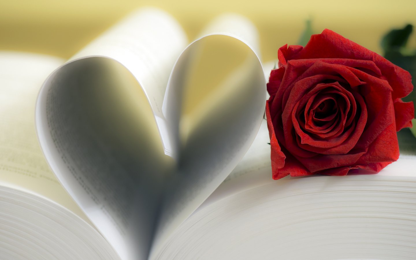 Обои цветок, роза, сердце, листы, книга, страницы, flower, rose, heart, leaves, book, page разрешение 5000x3334 Загрузить