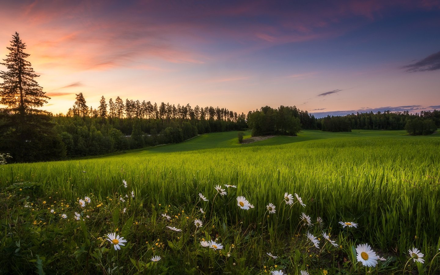 Обои цветы, трава, лето, луг, ромашки, финляндия, teisko, flowers, grass, summer, meadow, chamomile, finland разрешение 1920x1138 Загрузить