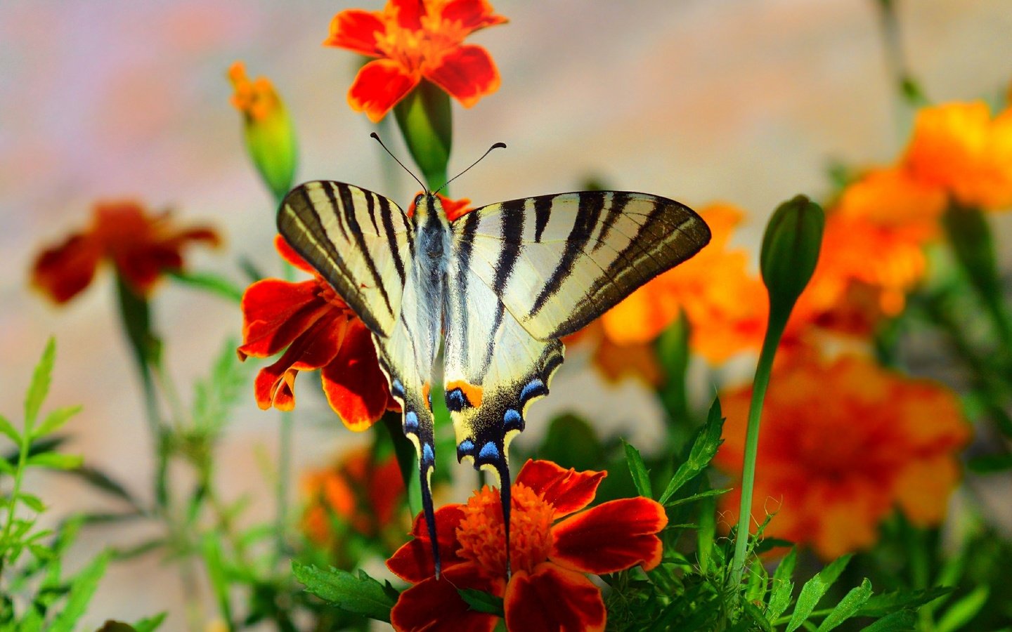 Обои цветы, макро, насекомое, бабочка, крылья, flowers, macro, insect, butterfly, wings разрешение 3000x1885 Загрузить