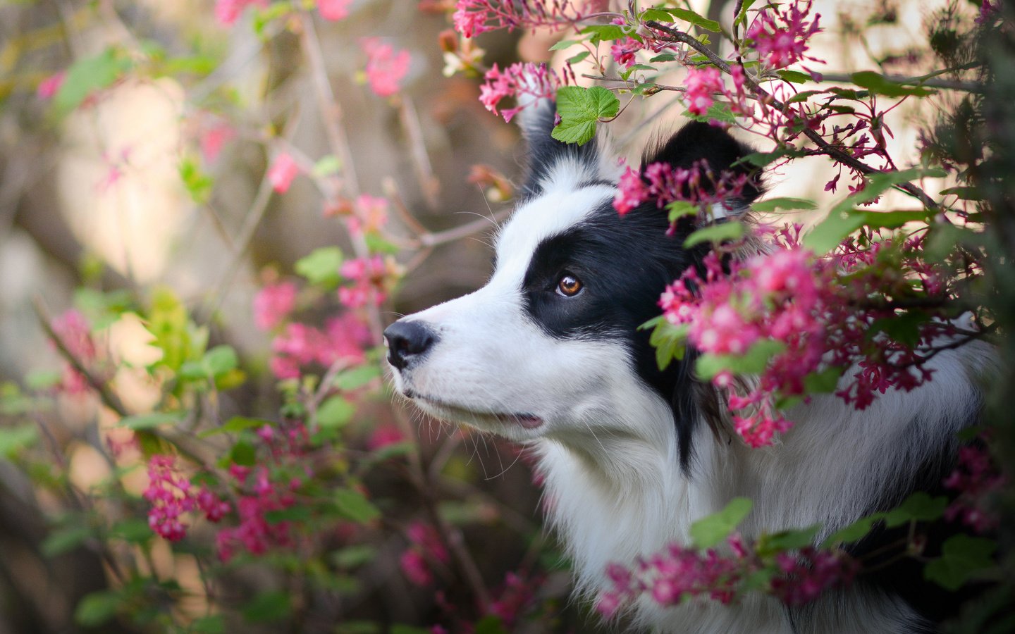 Обои цветы, природа, собака, профиль, бордер-колли, flowers, nature, dog, profile, the border collie разрешение 3600x2527 Загрузить