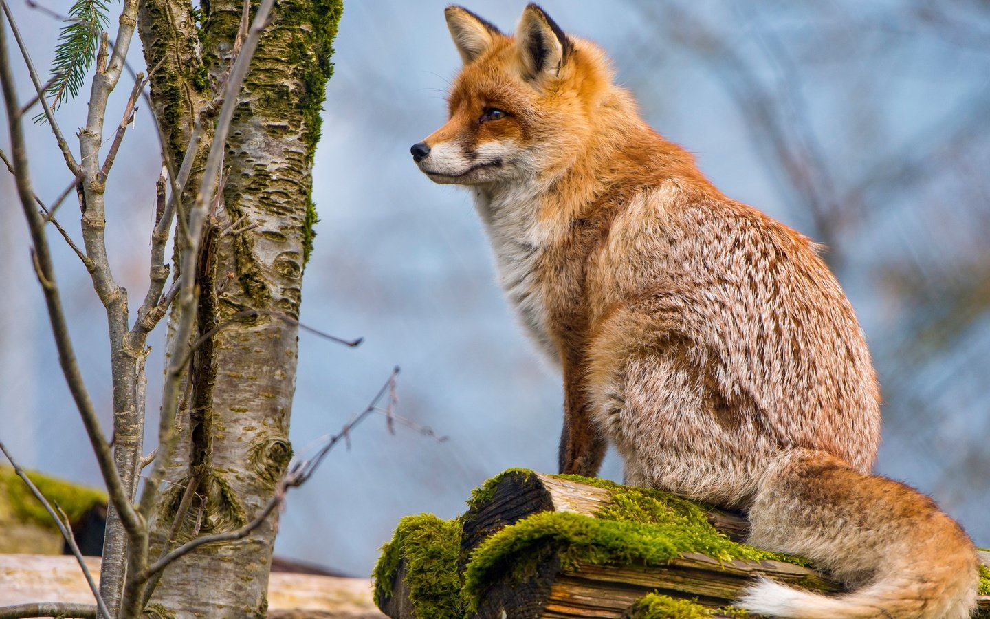 Обои дерево, животные, рыжая, лиса, профиль, мох, лисица, хвост, tree, animals, red, fox, profile, moss, tail разрешение 4829x2716 Загрузить