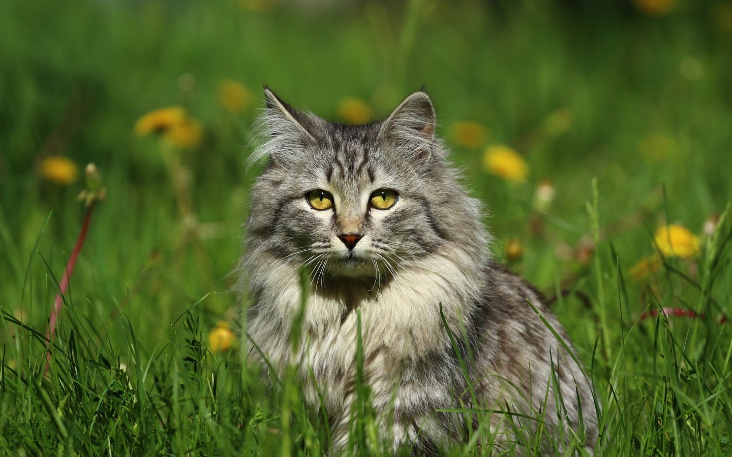 Обои глаза, цветы, трава, кот, мордочка, усы, кошка, взгляд, eyes, flowers, grass, cat, muzzle, mustache, look разрешение 1920x1280 Загрузить