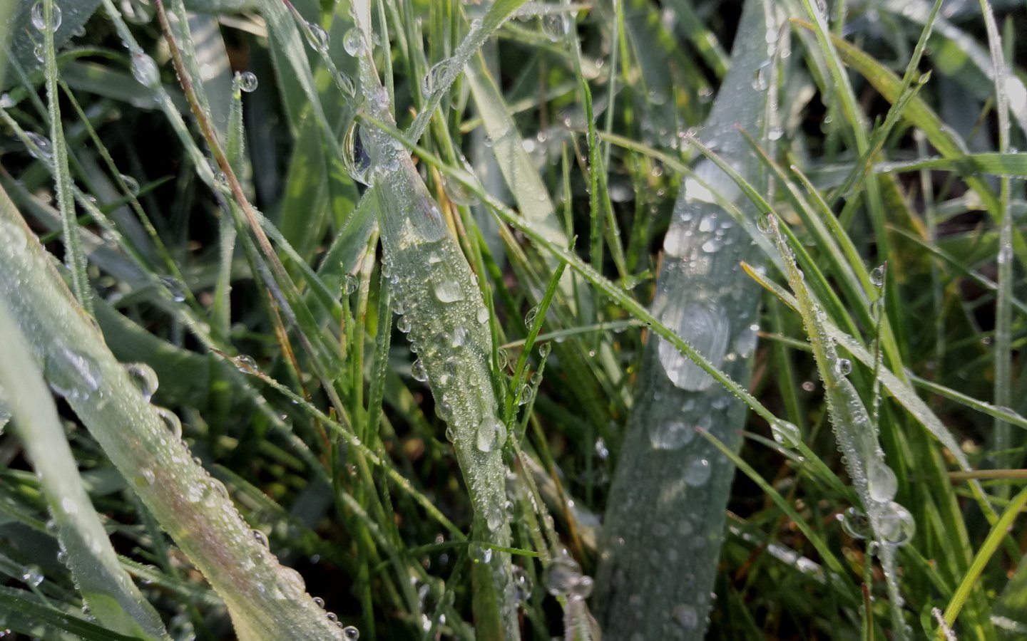 Обои трава, природа, капли, капельки, дождь, grass, nature, drops, droplets, rain разрешение 4208x3120 Загрузить