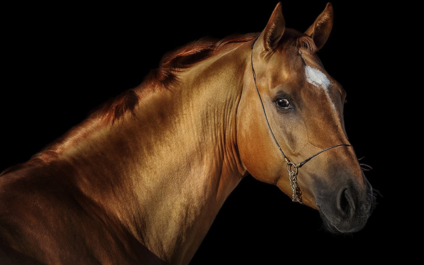 Обои лошадь, черный фон, конь, грива, жеребец, svetlana ryazantseva, horse, black background, mane, stallion разрешение 1920x1251 Загрузить