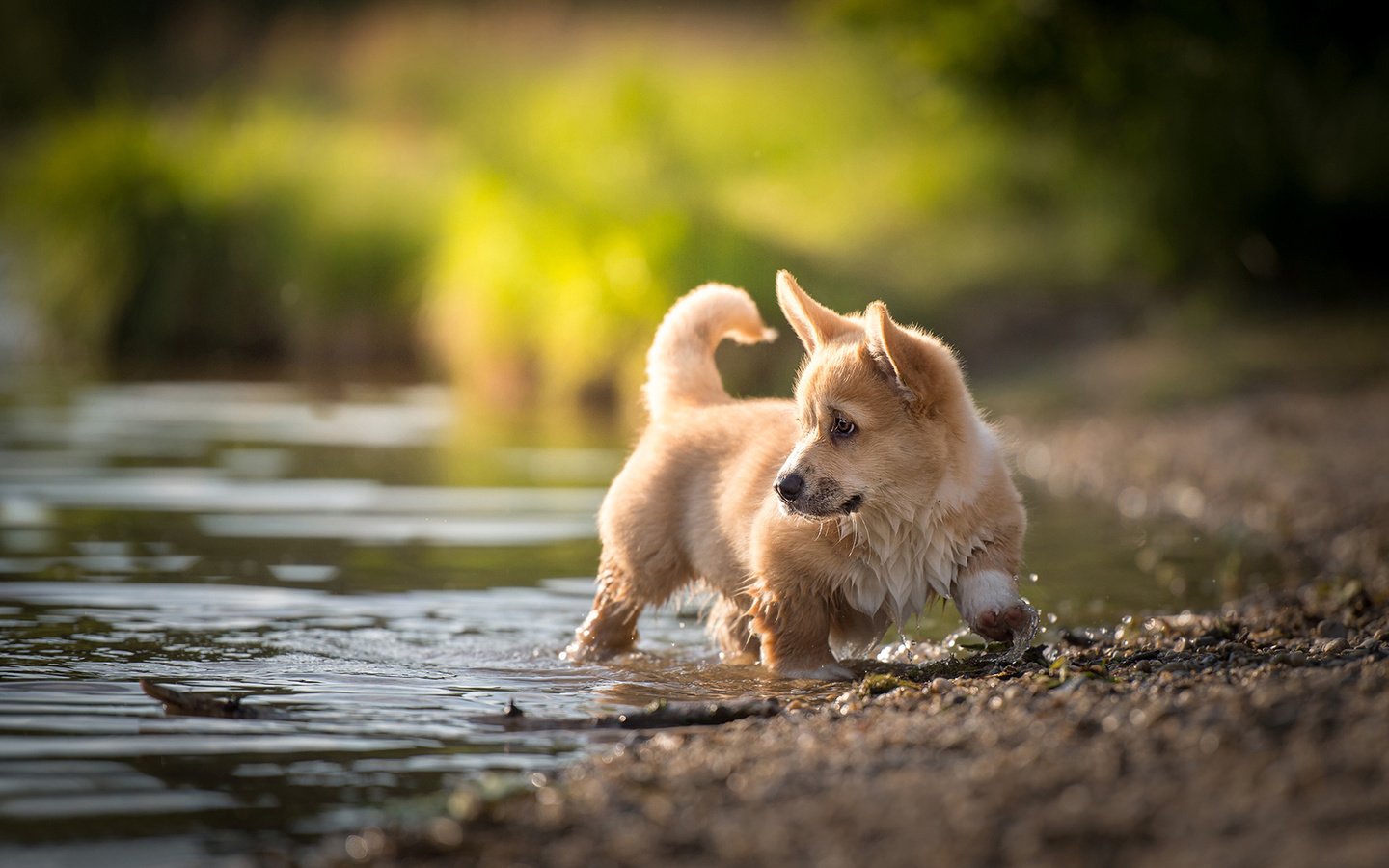 Обои вода, пемброк, природа, nicole trenker, ручей, собака, щенок, животное, вельш-корги, корги, water, pembroke, nature, stream, dog, puppy, animal, welsh corgi, corgi разрешение 1920x1200 Загрузить