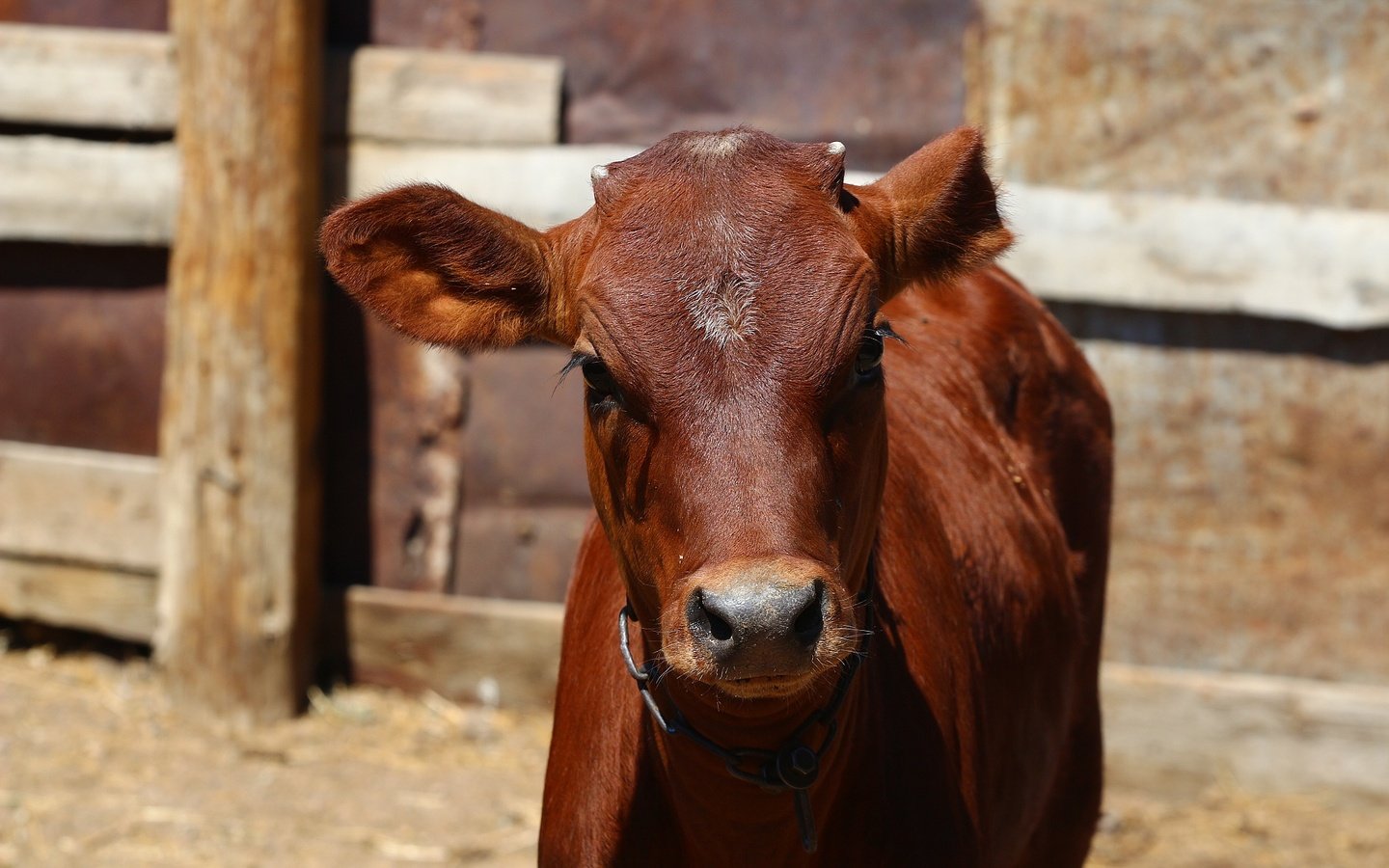 Обои морда, взгляд, корова, загон, телёнок, face, look, cow, corral, calf разрешение 1920x1280 Загрузить