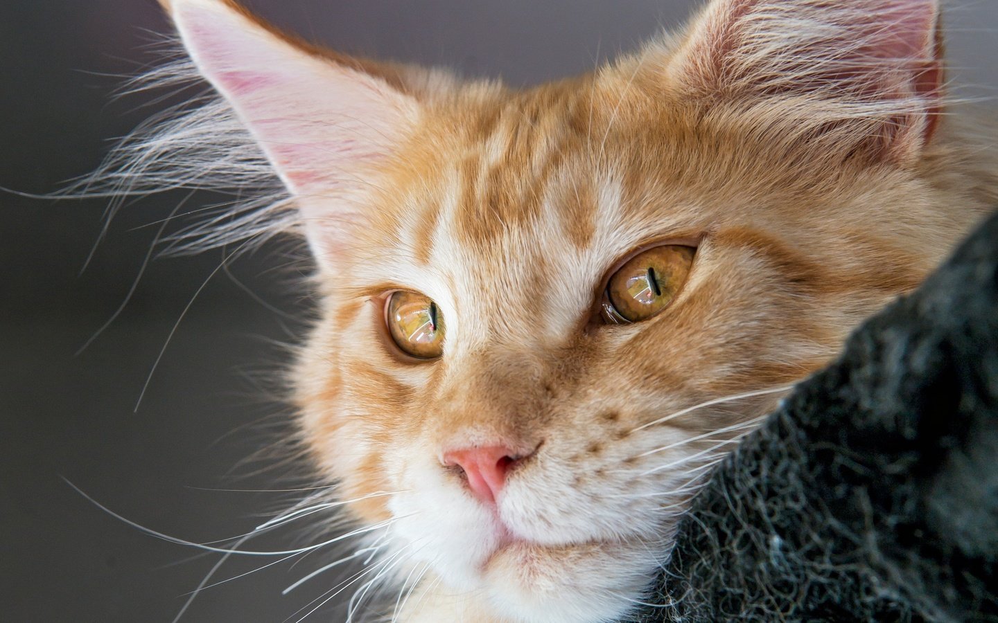 Обои кот, мордочка, усы, кошка, взгляд, рыжий, мейн-кун, cat, muzzle, mustache, look, red, maine coon разрешение 3566x3562 Загрузить