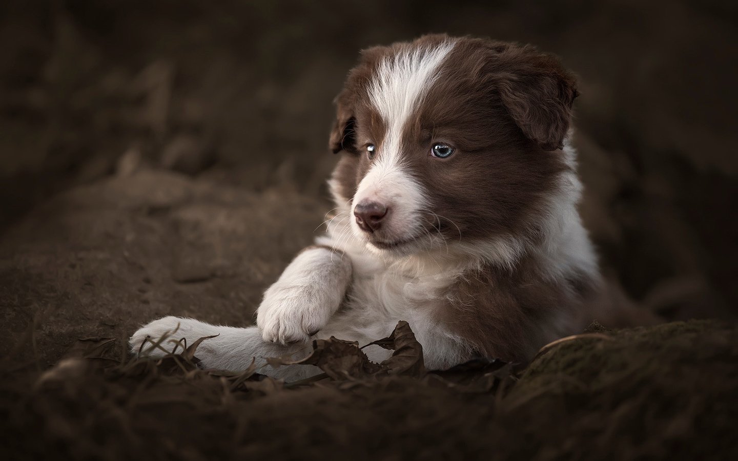 Обои листья, собака, щенок, животное, пес, бордер-колли, claudio piccoli, leaves, dog, puppy, animal, the border collie разрешение 2048x1365 Загрузить