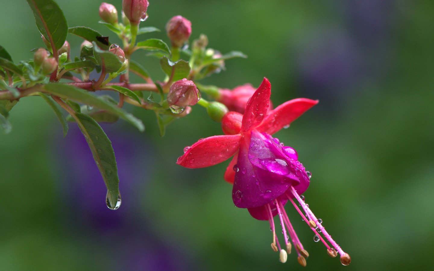 Обои цветы, макро, фон, капли, размытость, веточка, фуксия, бутончики, flowers, macro, background, drops, blur, sprig, fuchsia, buds разрешение 3663x2619 Загрузить