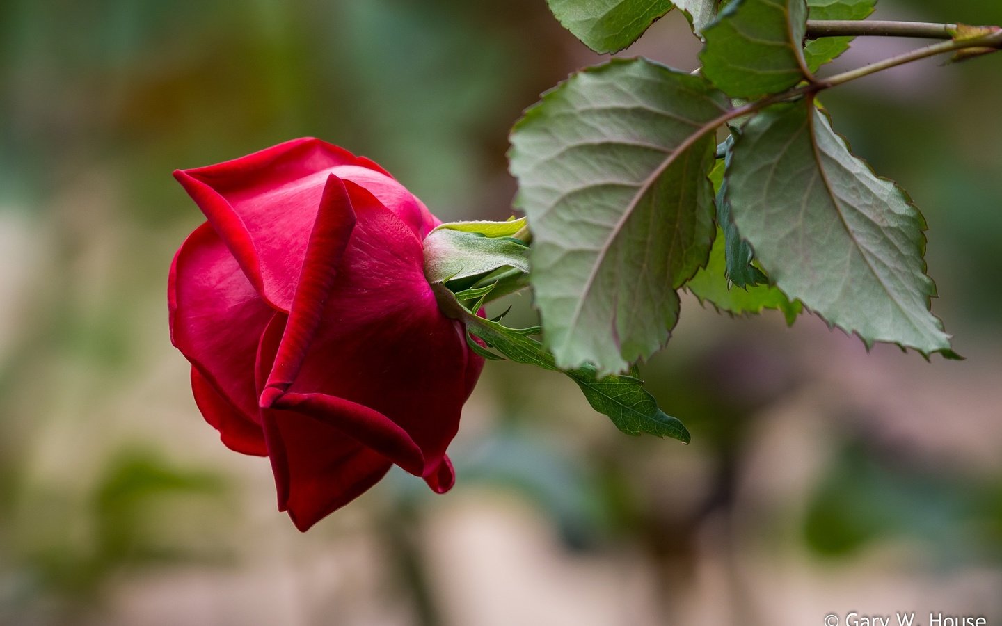 Обои листья, макро, фон, роза, лепестки, размытость, бутон, leaves, macro, background, rose, petals, blur, bud разрешение 2048x1347 Загрузить