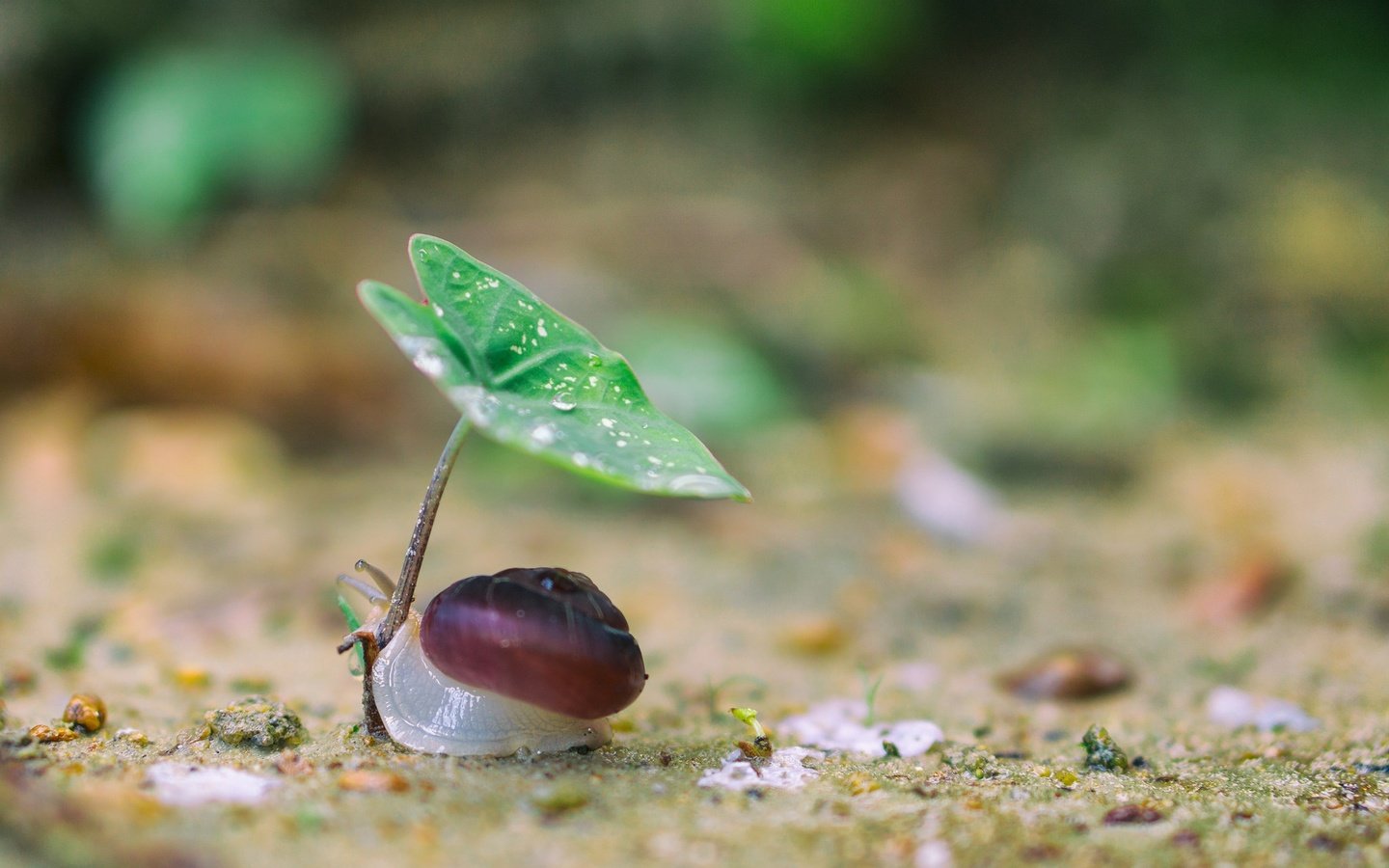 Обои природа, макро, фон, капли, лист, улитка, nature, macro, background, drops, sheet, snail разрешение 2048x1365 Загрузить