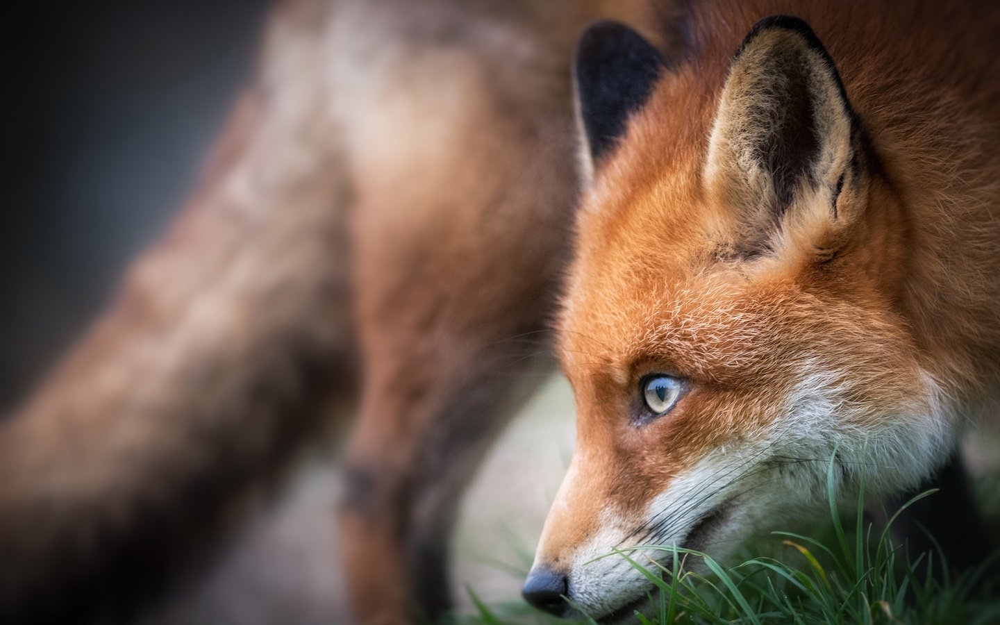 Обои морда, трава, лиса, профиль, лисица, животное, face, grass, fox, profile, animal разрешение 3000x2000 Загрузить