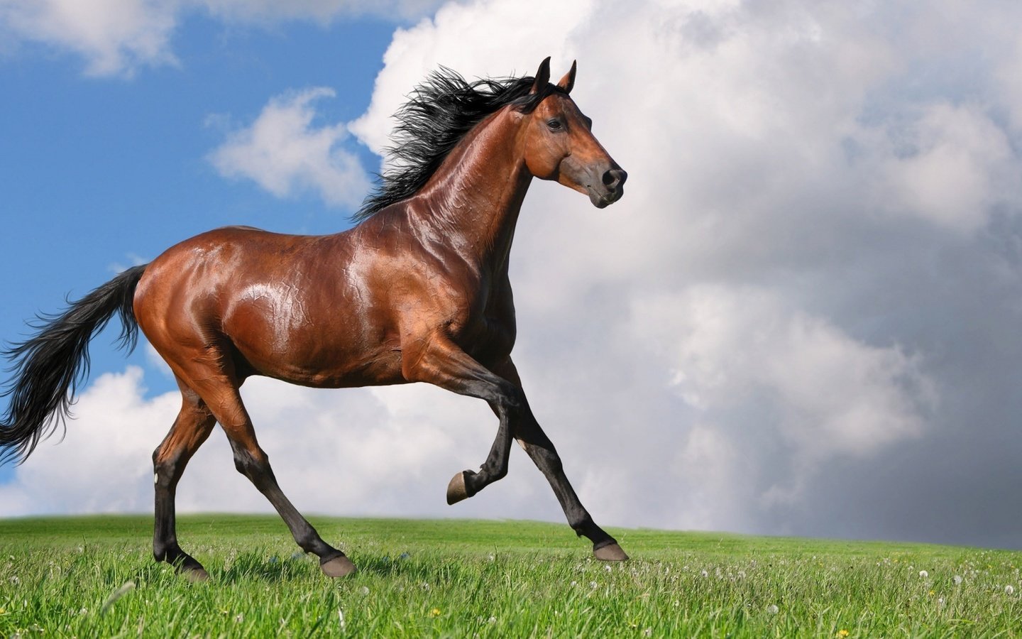 Обои небо, лошадь, трава, облака, конь, грива, хвост, the sky, horse, grass, clouds, mane, tail разрешение 1920x1080 Загрузить