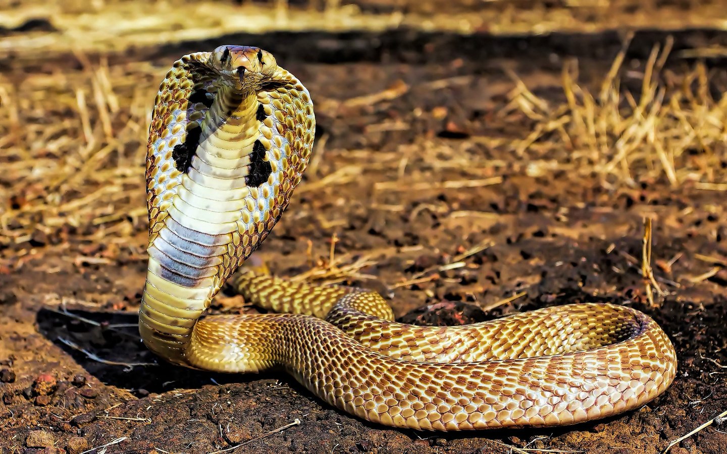 Обои змея, рептилия, стойка, от, кобра, аспид, snake, reptile, stand, from, cobra, asp разрешение 1920x1200 Загрузить