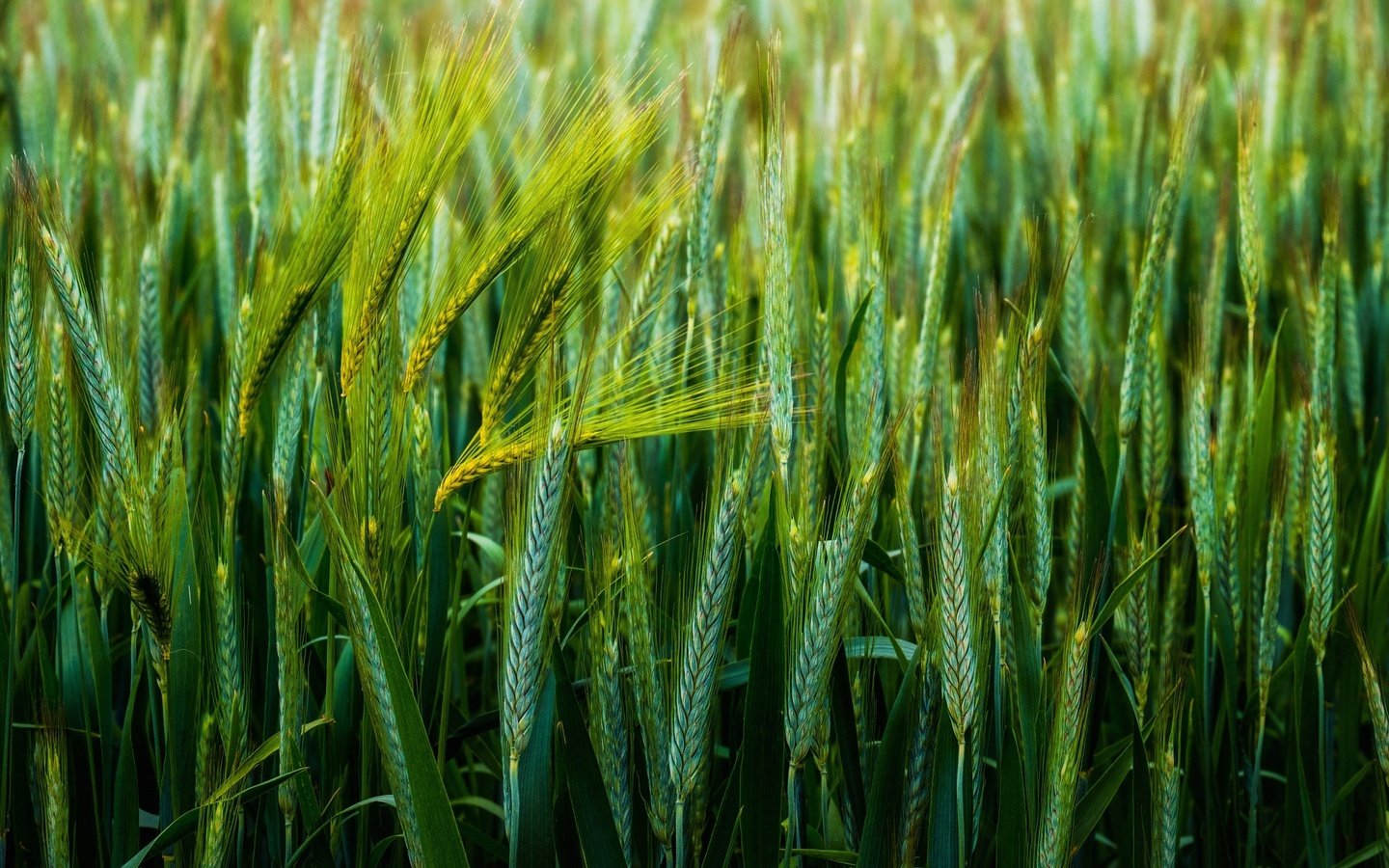 Обои природа, поле, колосья, пшеница, nature, field, ears, wheat разрешение 2048x1402 Загрузить