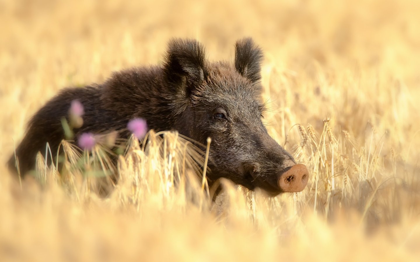 Обои поле, лето, пшеница, кабан, кабанчик, дикая свинья, field, summer, wheat, boar, hog, wild pig разрешение 2560x1731 Загрузить