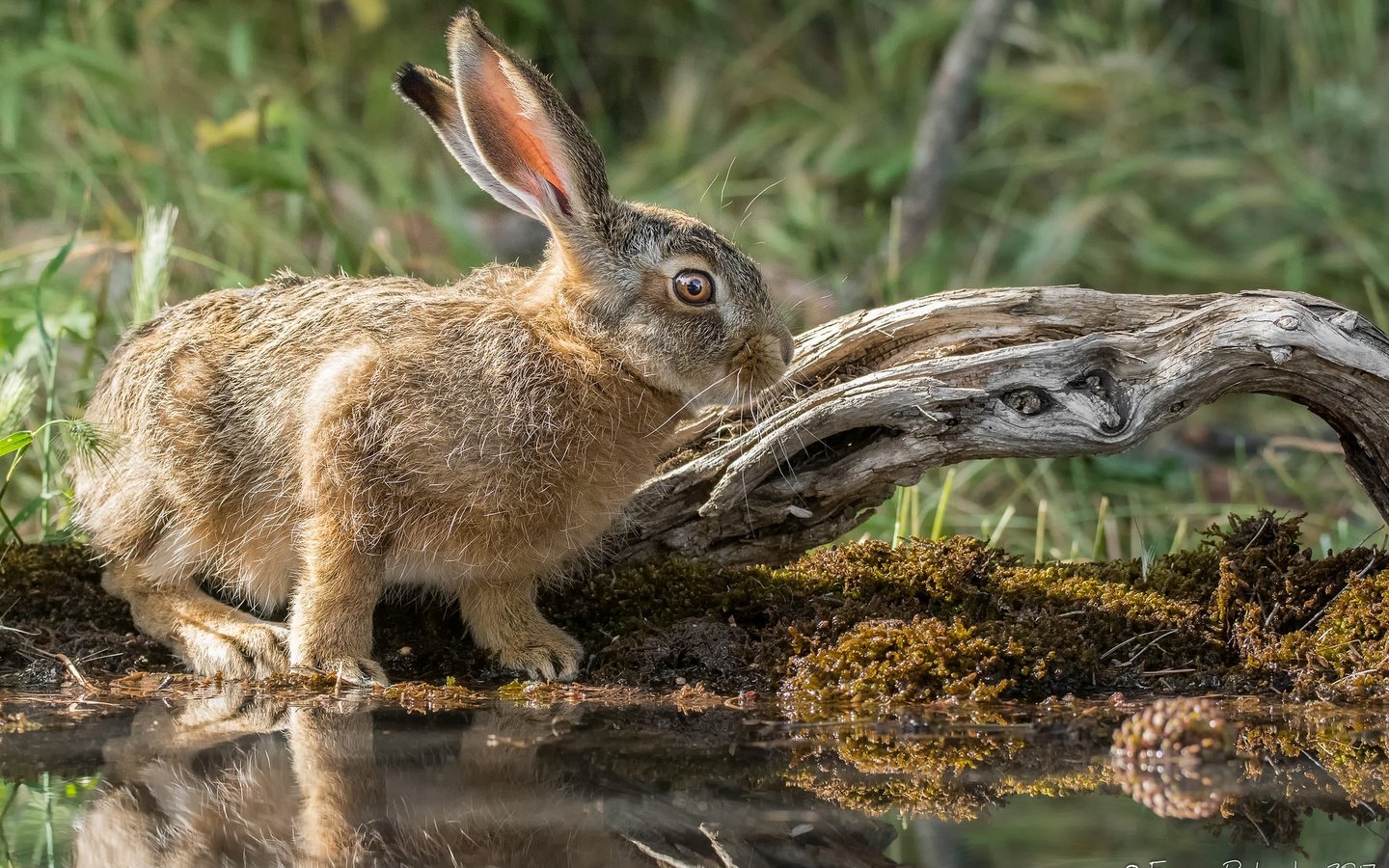 Обои природа, мордочка, взгляд, кролик, уши, заяц, милый, nature, muzzle, look, rabbit, ears, hare, cute разрешение 2048x1366 Загрузить