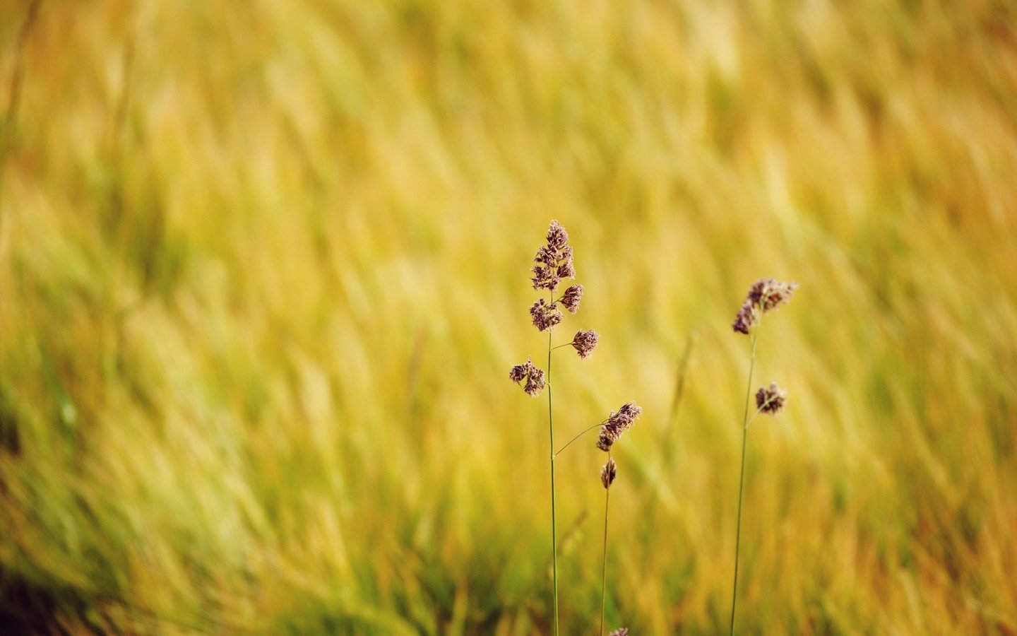 Обои трава, природа, макро, поле, размытость, полевые цветы, grass, nature, macro, field, blur, wildflowers разрешение 1936x1296 Загрузить