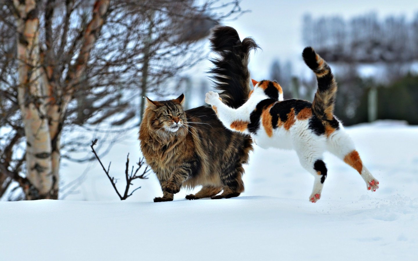 Кот в прыжке в снегу