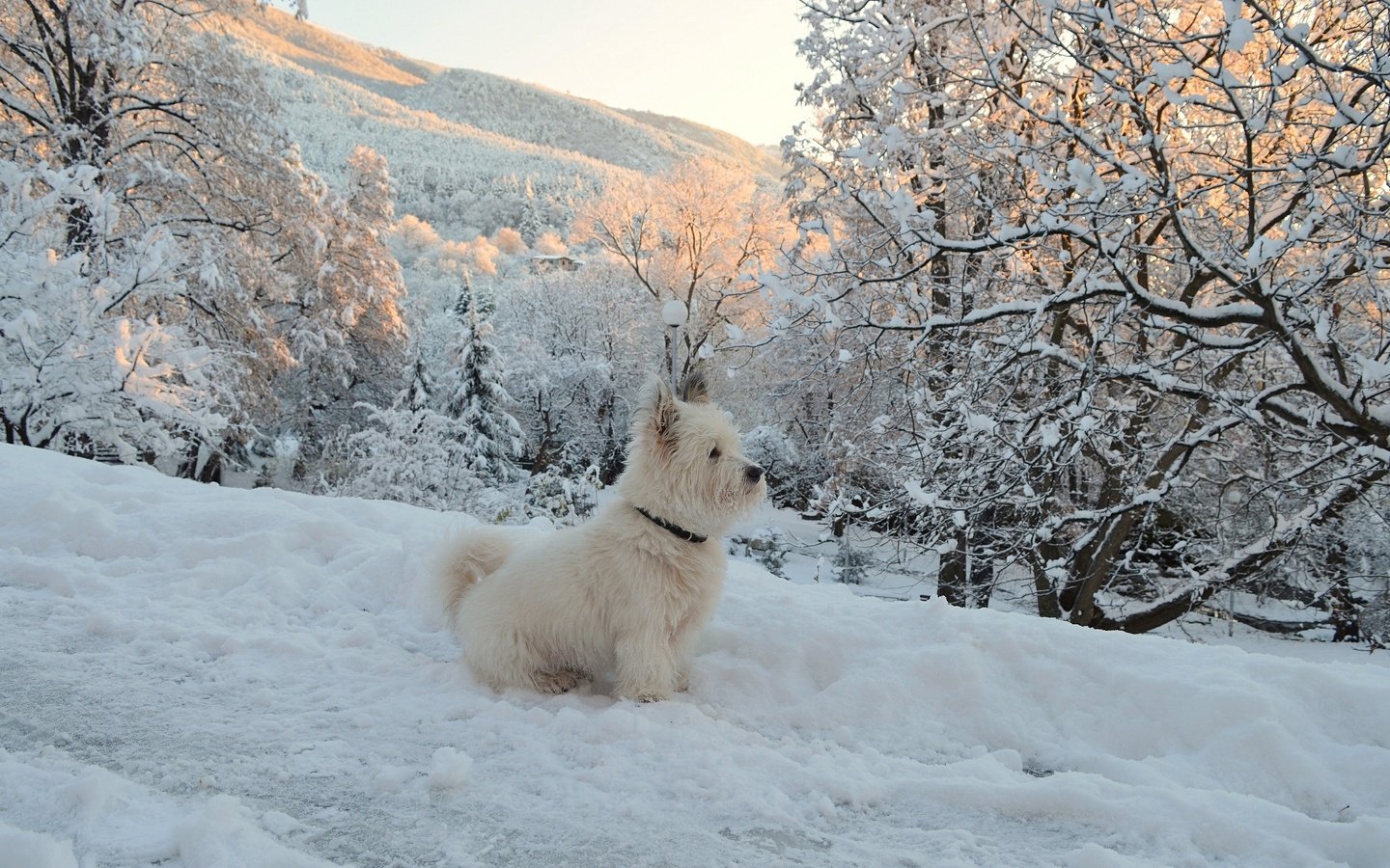 Обои деревья, собачка, вест-хайленд-уайт-терьер, снег, зима, мордочка, ветки, взгляд, собака, щенок, trees, the west highland white terrier, snow, winter, muzzle, branches, look, dog, puppy разрешение 2963x1869 Загрузить