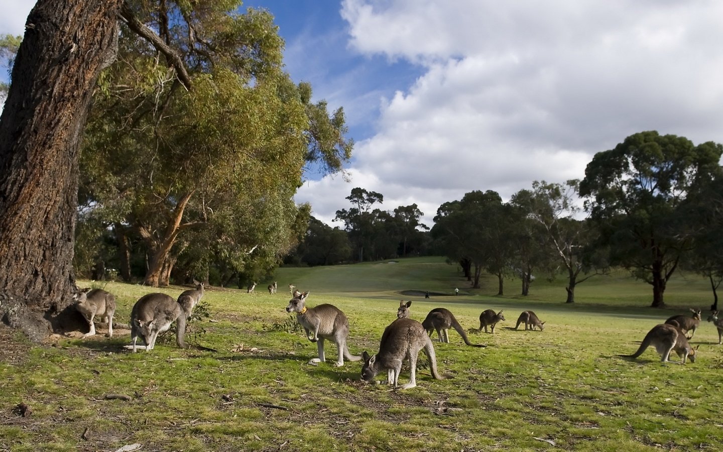 Обои небо, трава, облака, деревья, кенгуру, the sky, grass, clouds, trees, kangaroo разрешение 2560x1440 Загрузить