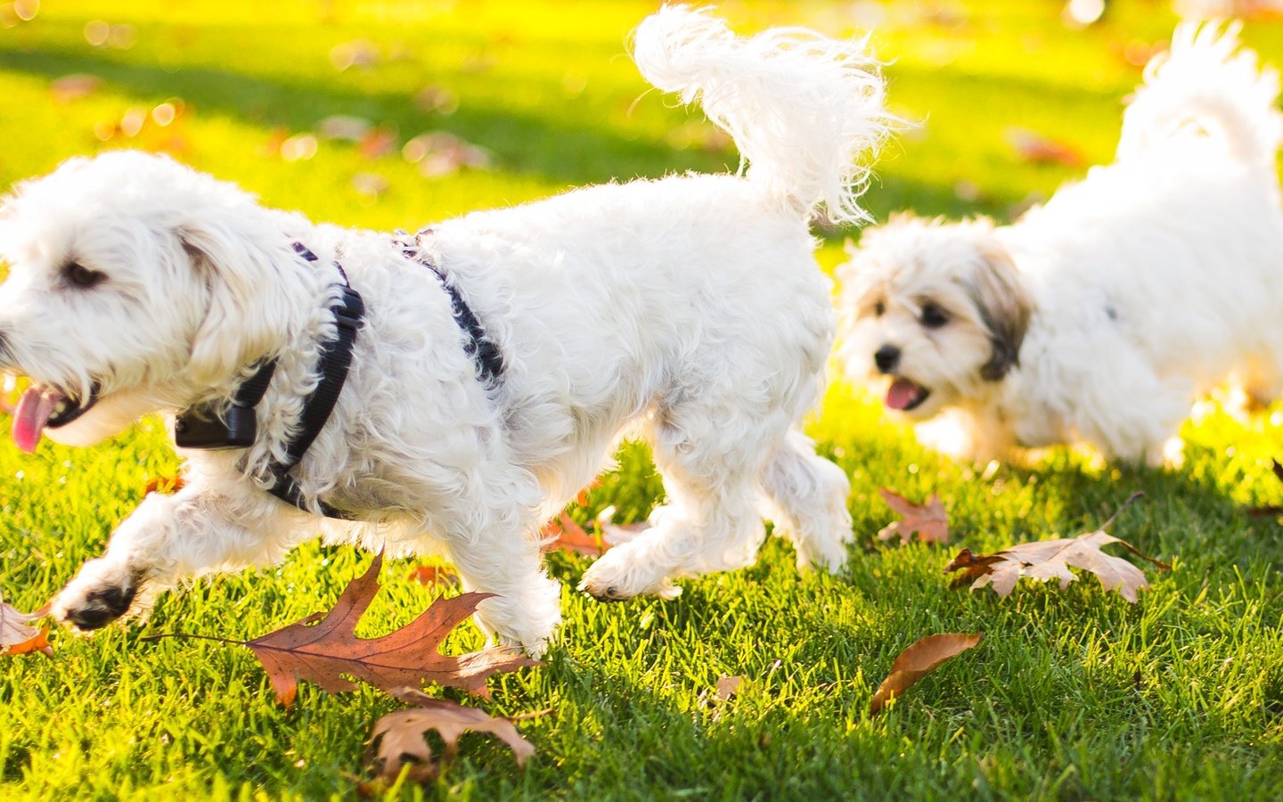 Обои трава, природа, листья, животные, щенок, собаки, бишон фризе, grass, nature, leaves, animals, puppy, dogs, bichon frise разрешение 2868x1600 Загрузить