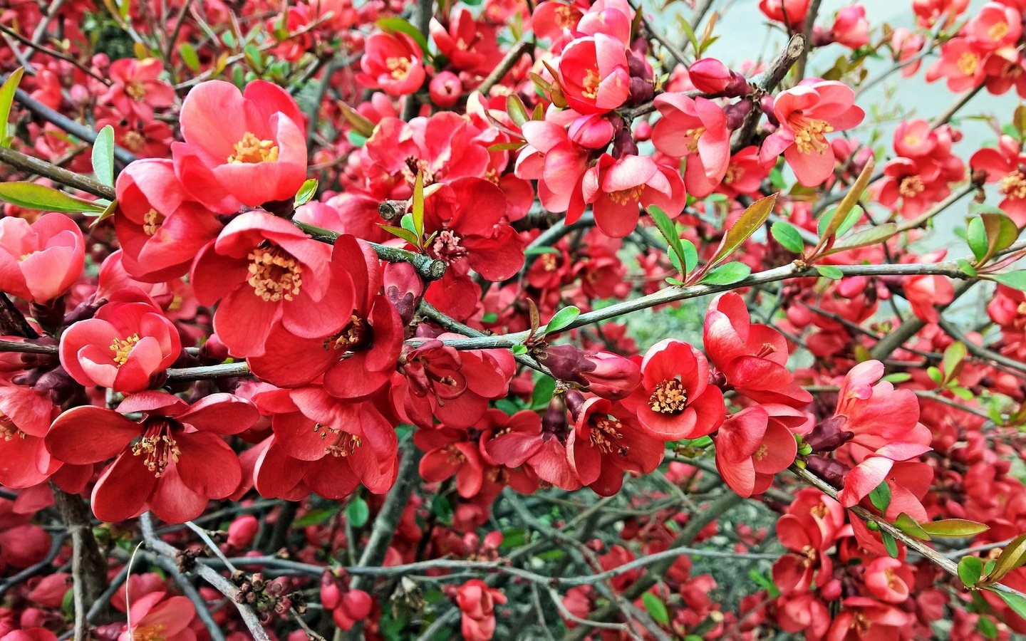 Обои ветка, цветение, листья, весна, цветки, айва, branch, flowering, leaves, spring, flowers, quince разрешение 2048x1152 Загрузить