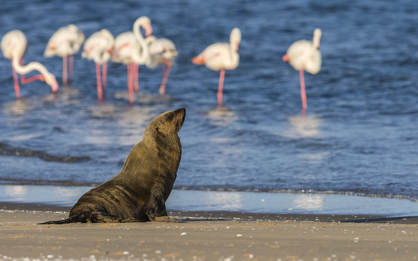 Обои вода, берег, фламинго, птицы, животное, тюлень, морской котик, water, shore, flamingo, birds, animal, seal, navy seal разрешение 1920x1200 Загрузить