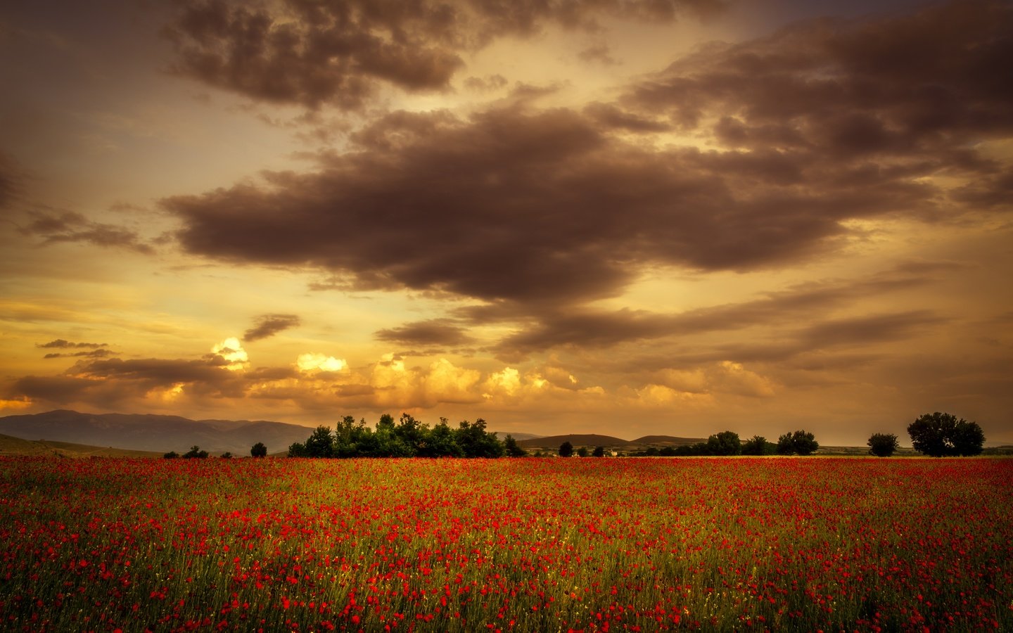 Обои небо, цветы, облака, закат, поле, лето, красные, маки, the sky, flowers, clouds, sunset, field, summer, red, maki разрешение 6000x4000 Загрузить