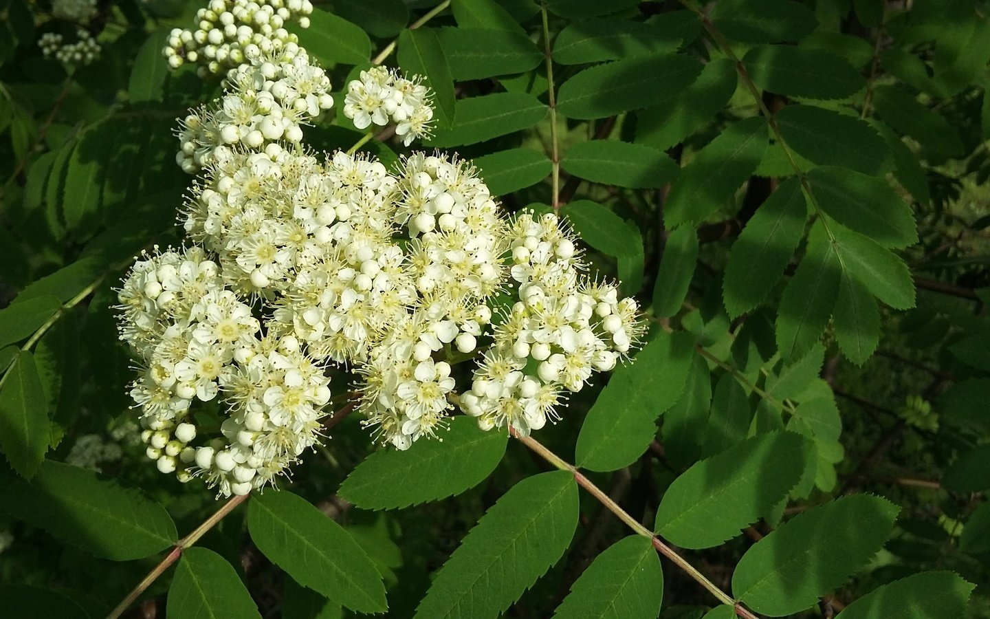 Обои зелень, листва, весна, рябина, белые цветы, greens, foliage, spring, rowan, white flowers разрешение 3264x1836 Загрузить