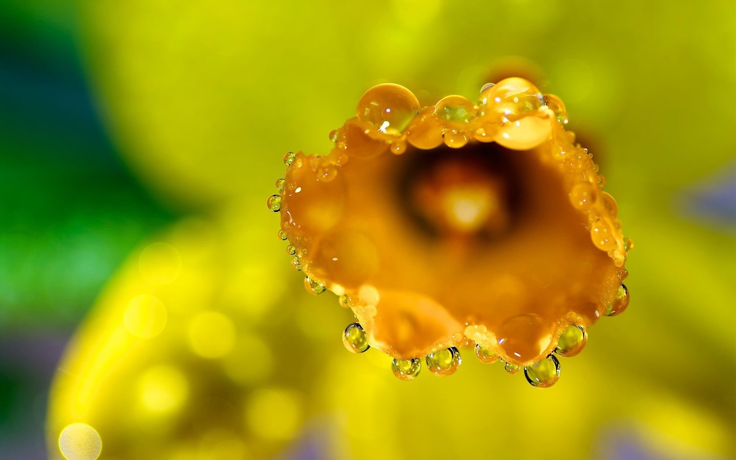 Обои желтый, макро, цветок, роса, капли, нарцисс, yellow, macro, flower, rosa, drops, narcissus разрешение 1920x1200 Загрузить