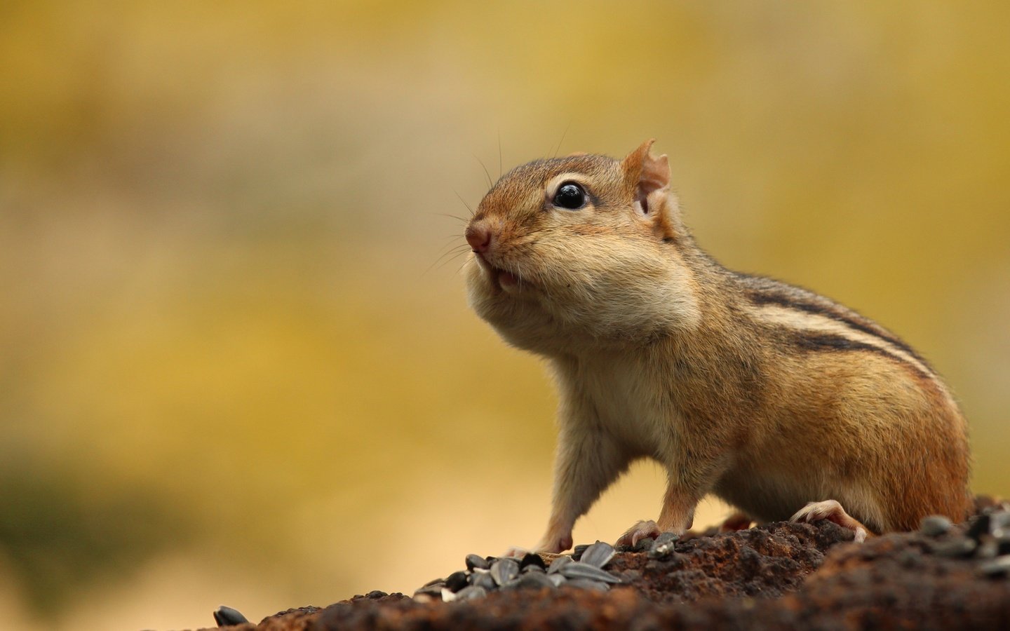 Обои животное, семечки, бурундук, грызун, щёки, animal, seeds, chipmunk, rodent, cheeks разрешение 4422x2486 Загрузить