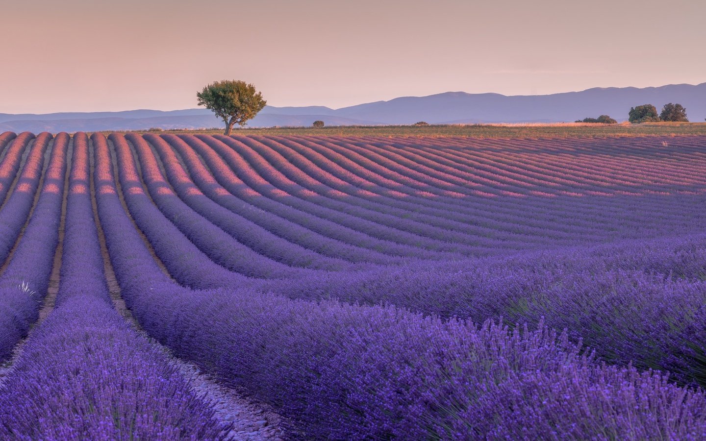 Обои цветы, дерево, поле, лаванда, франция, валансоль, flowers, tree, field, lavender, france, valensole разрешение 2048x1171 Загрузить