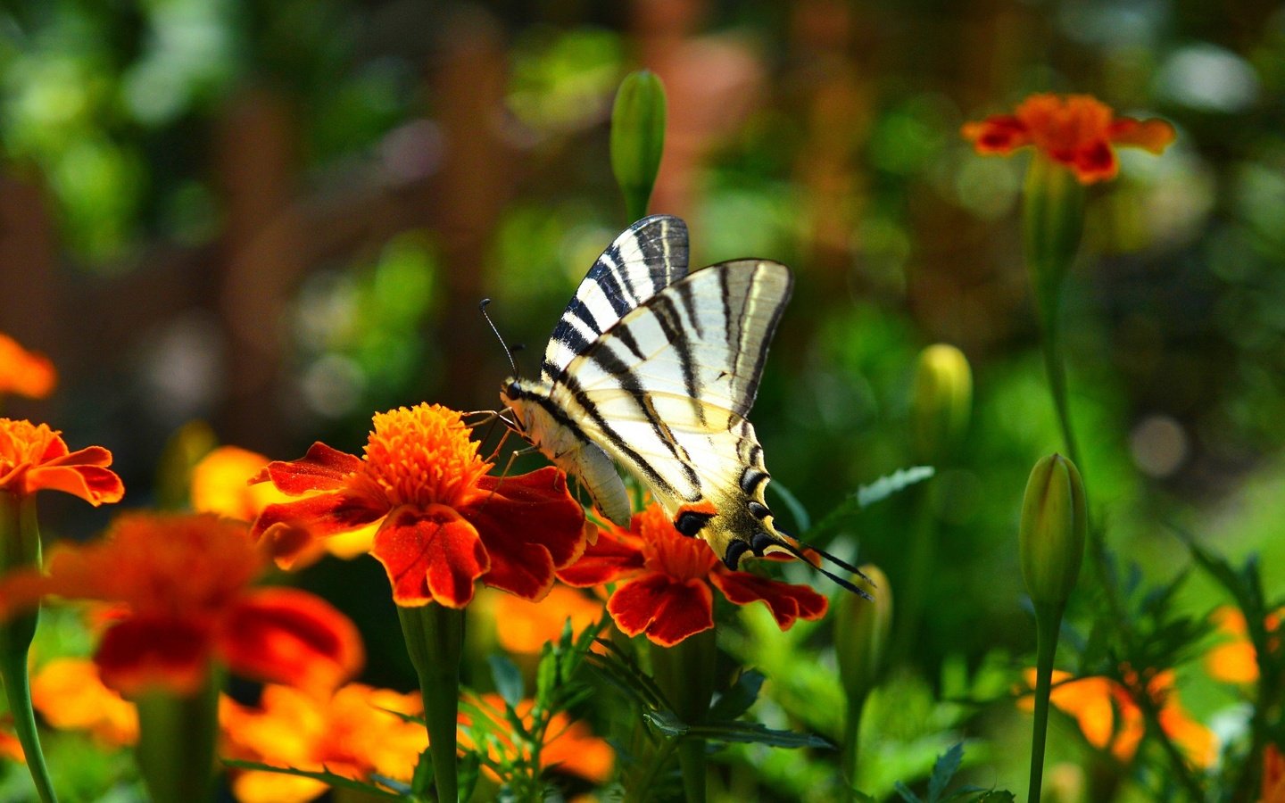 Обои цветы, насекомое, парусник, бабочка, крылья, бархатцы, flowers, insect, sailboat, butterfly, wings, marigolds разрешение 3000x1852 Загрузить