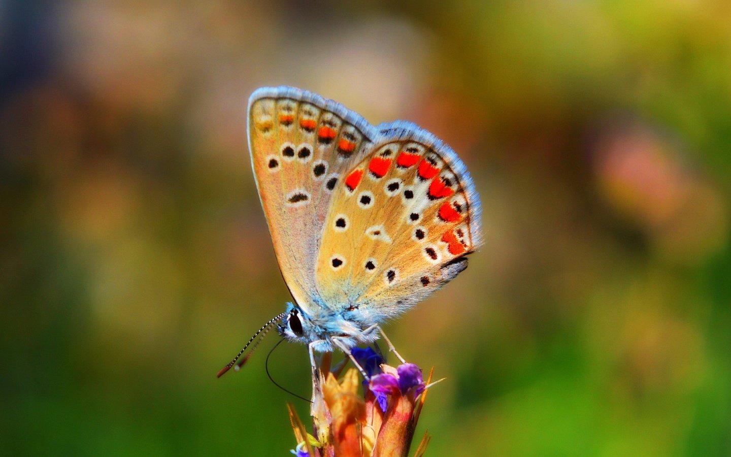 Обои природа, насекомое, бабочка, крылья, боке, nature, insect, butterfly, wings, bokeh разрешение 3000x1797 Загрузить