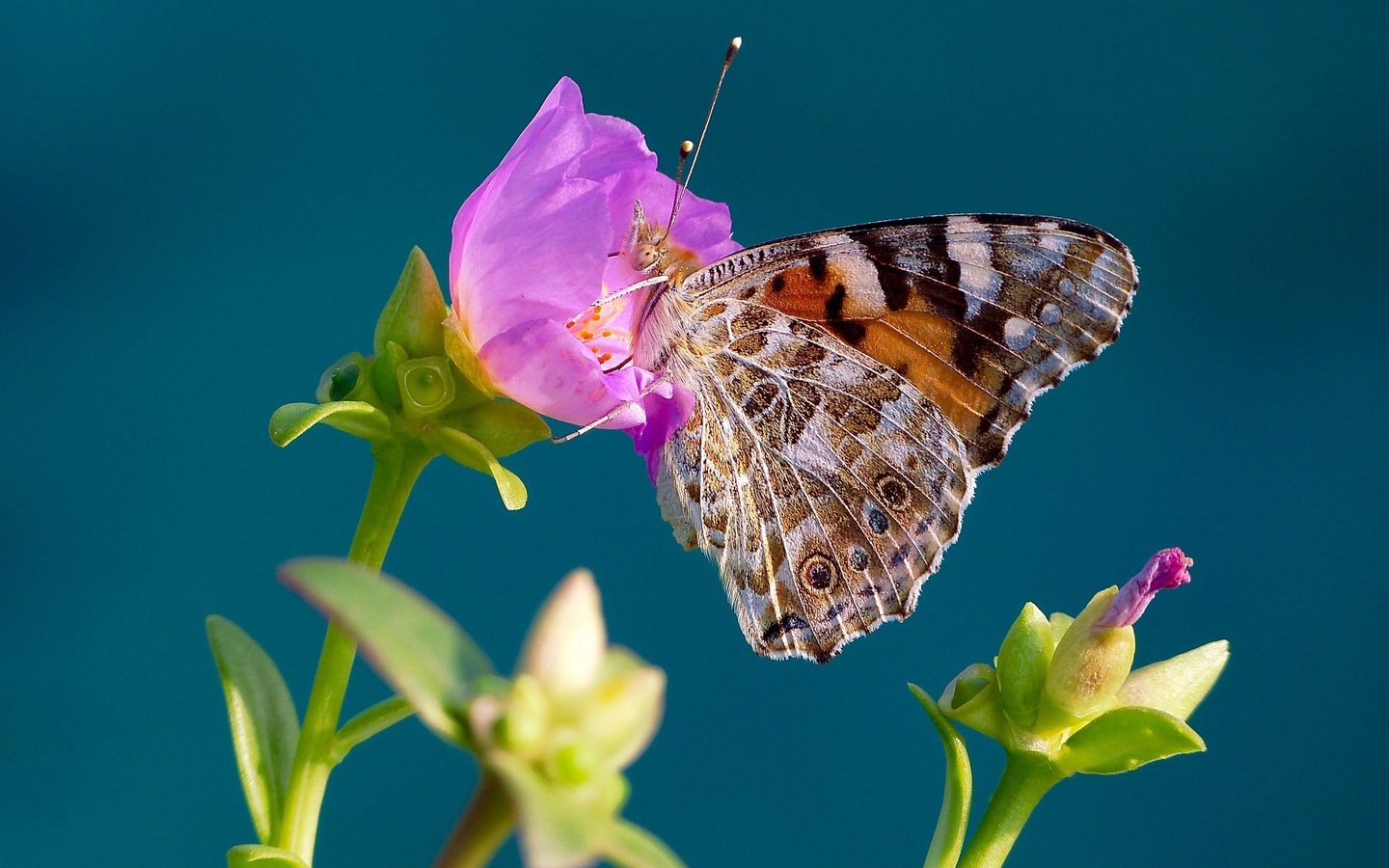 Обои макро, насекомое, фон, цветок, бабочка, крылья, репейница, macro, insect, background, flower, butterfly, wings, the painted lady разрешение 2048x1368 Загрузить