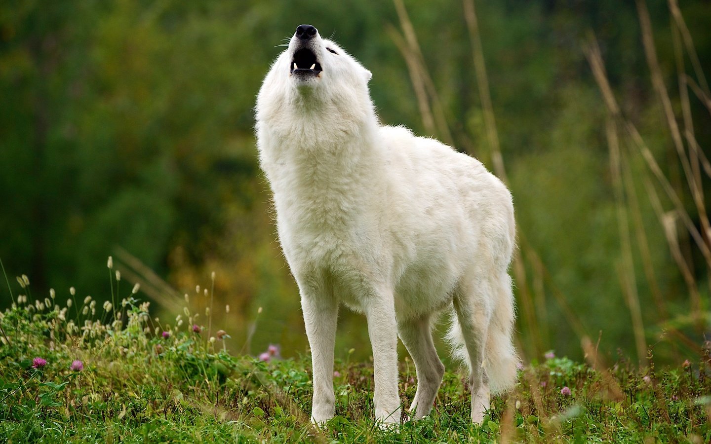 Обои трава, природа, белый, клыки, пасть, волк, вой, арктический волк, grass, nature, white, fangs, mouth, wolf, howl, arctic wolf разрешение 2803x1577 Загрузить