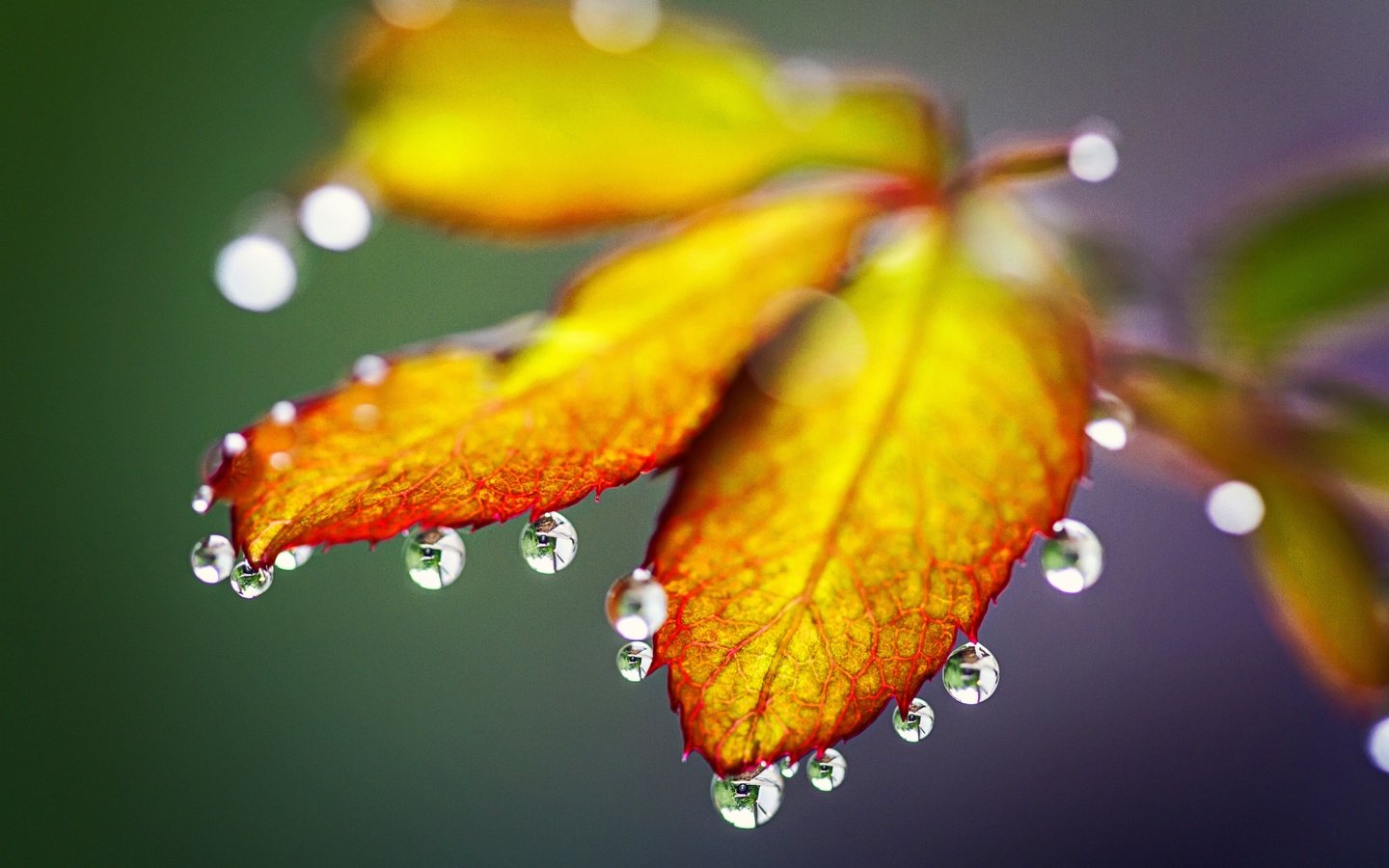 Обои природа, листья, макро, капли, осень, nature, leaves, macro, drops, autumn разрешение 5184x3456 Загрузить