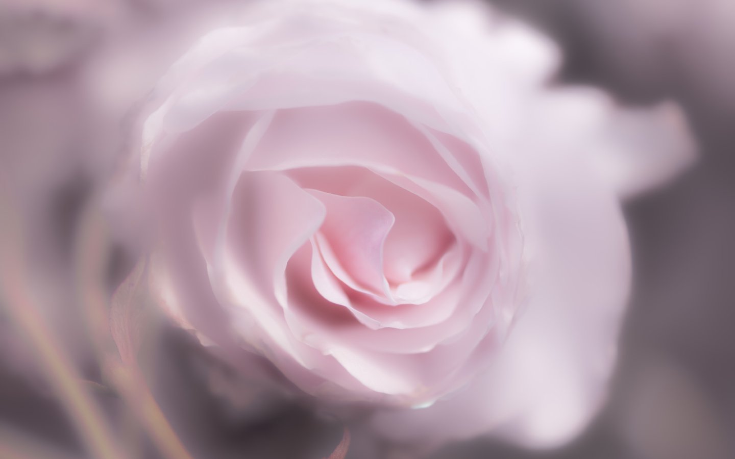 Обои цветок, роза, лепестки, 60, пинк, flower, rose, petals, pink разрешение 7360x4912 Загрузить