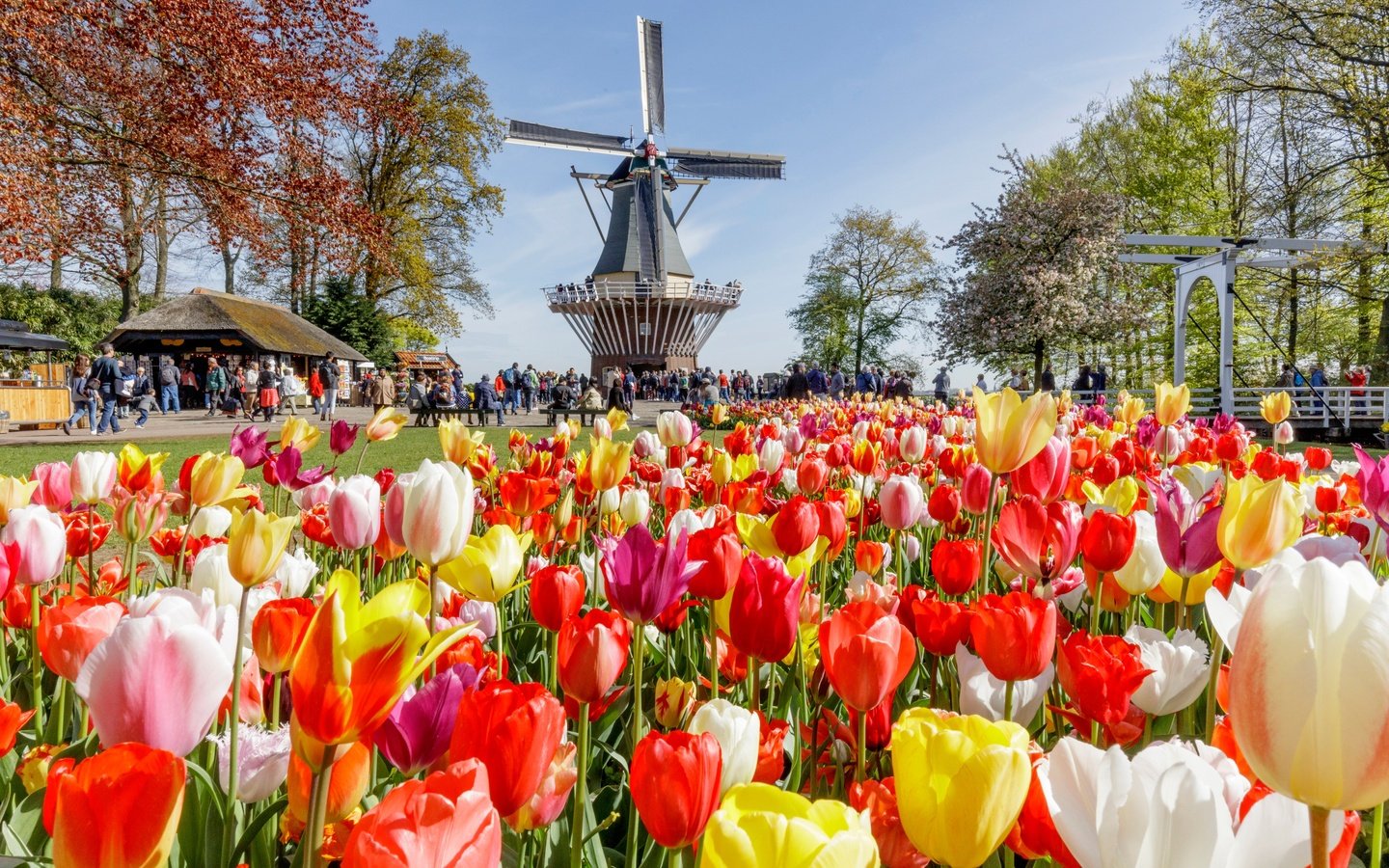 Обои цветы, нидерланды, деревья, народ, keukenhof, солнце, парк, люди, разноцветные, мельница, тюльпаны, flowers, netherlands, trees, the sun, park, people, colorful, mill, tulips разрешение 3500x2333 Загрузить