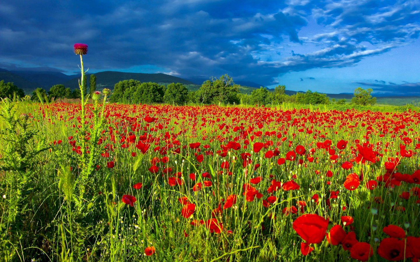 Обои небо, цветы, облака, поле, лето, маки, чертополох, маковое поле, the sky, flowers, clouds, field, summer, maki, thistle, poppy field разрешение 2560x1707 Загрузить