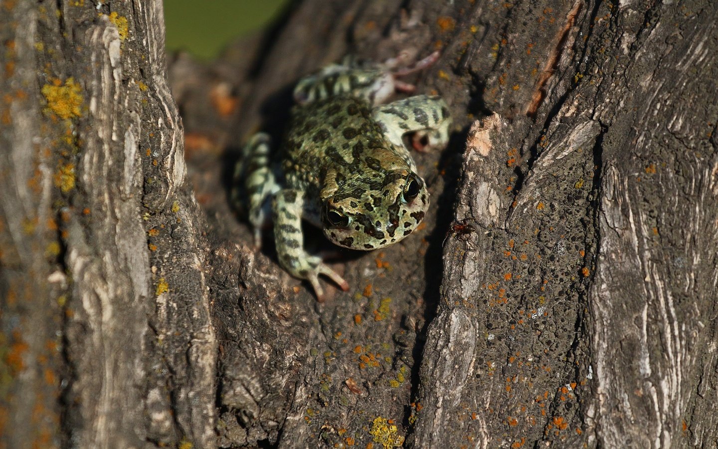 Обои дерево, лягушка, кора, tree, frog, bark разрешение 1920x1280 Загрузить