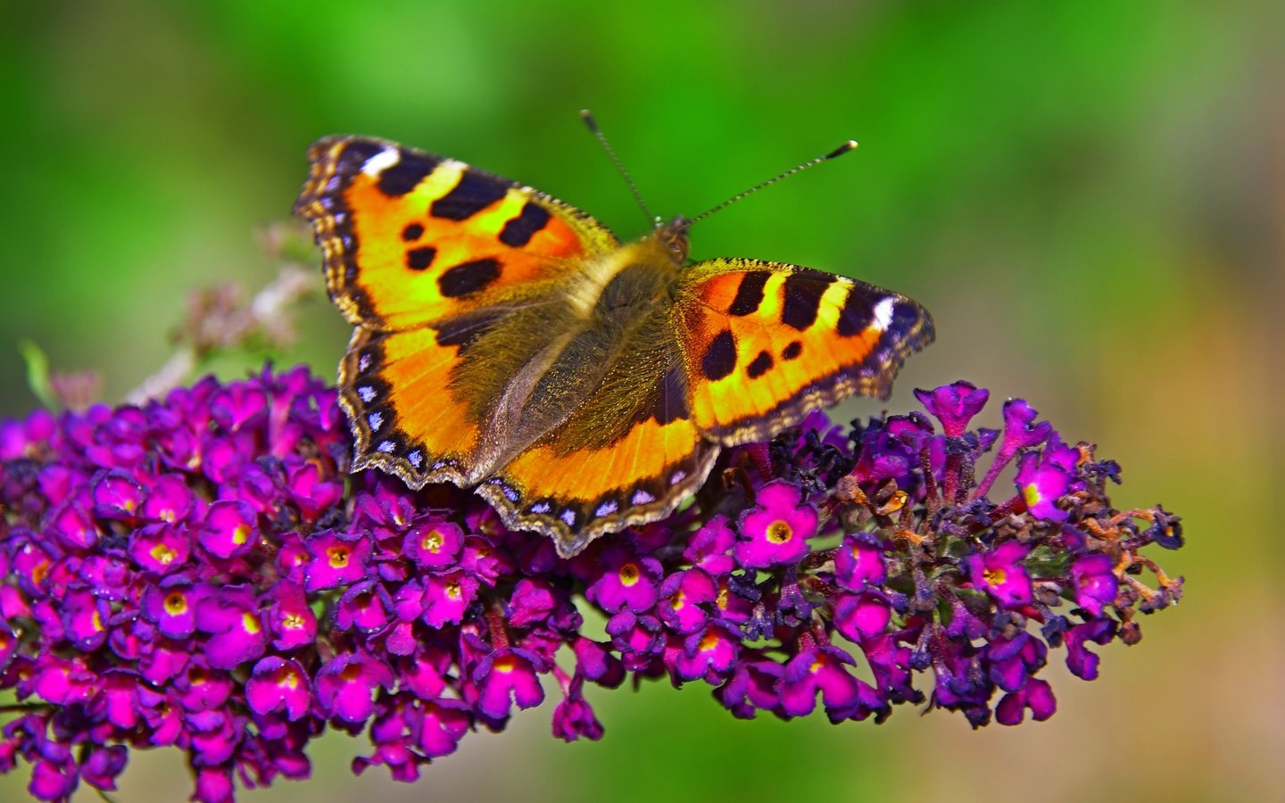 Обои макро, насекомое, бабочка, крылья, цветочки, macro, insect, butterfly, wings, flowers разрешение 3779x2848 Загрузить